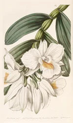 Dendrobium formosum
